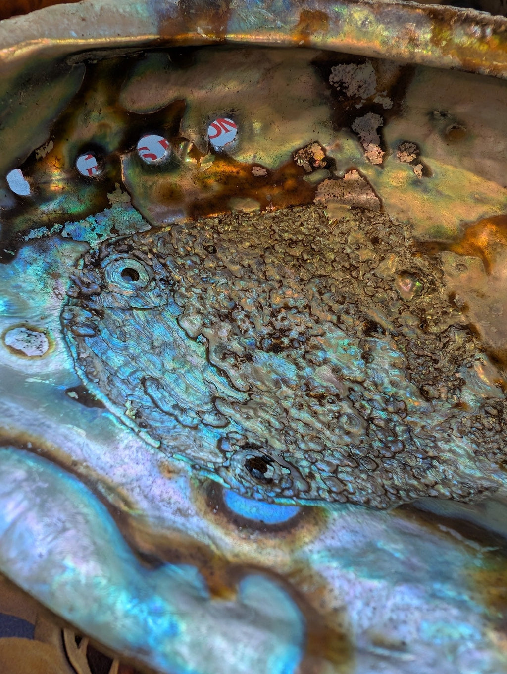Large Green Abalone Shell