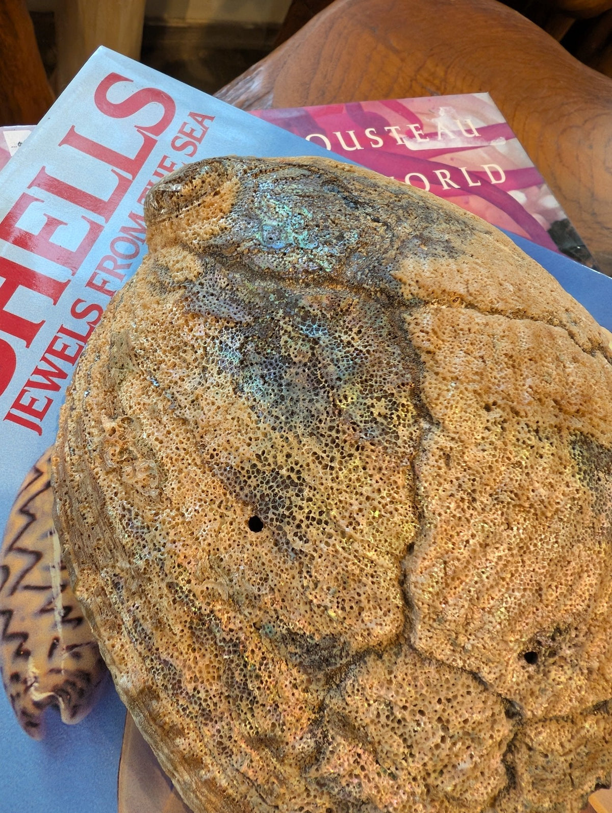 Large Green Abalone Shell