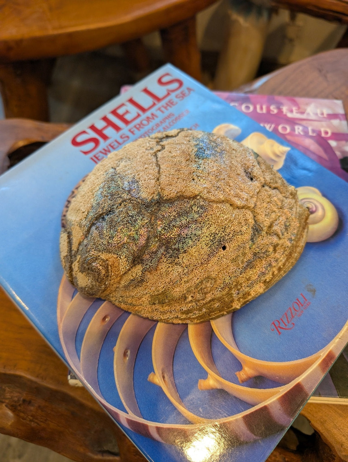 Large Green Abalone Shell