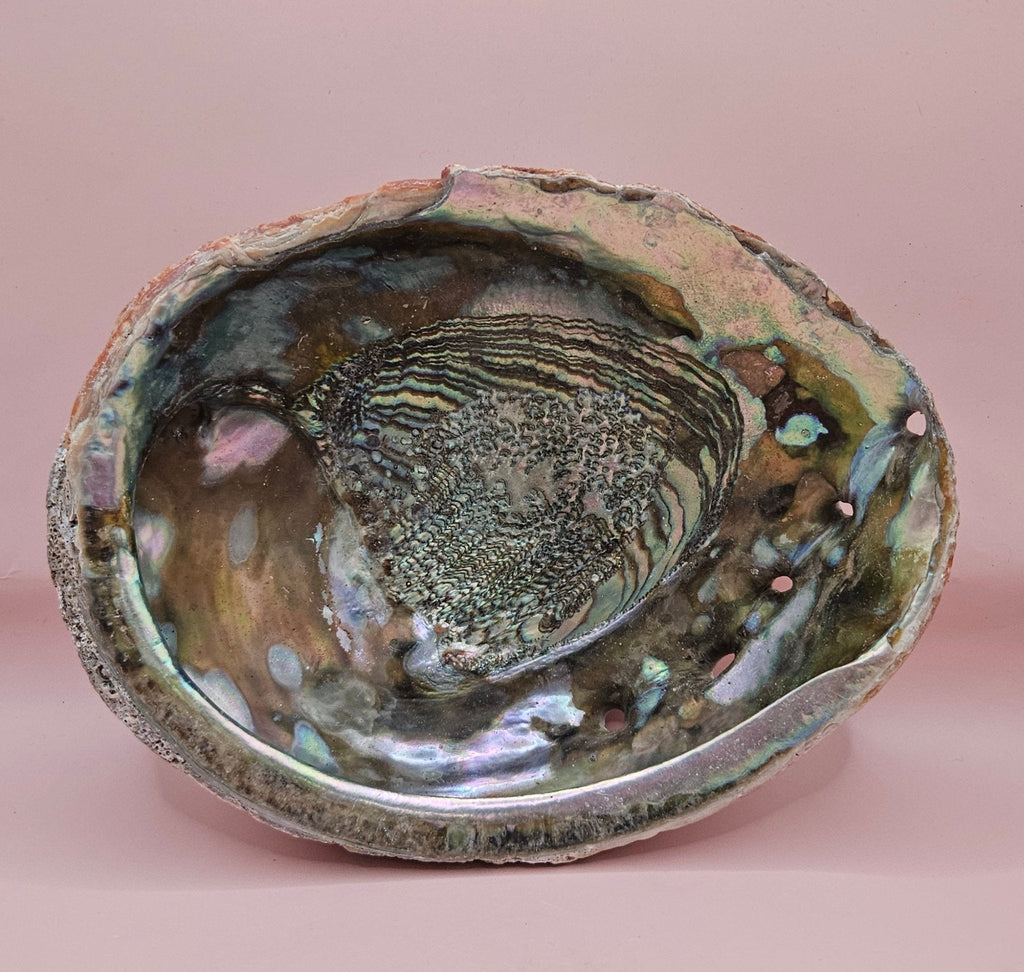 Large Red Abalone Shell