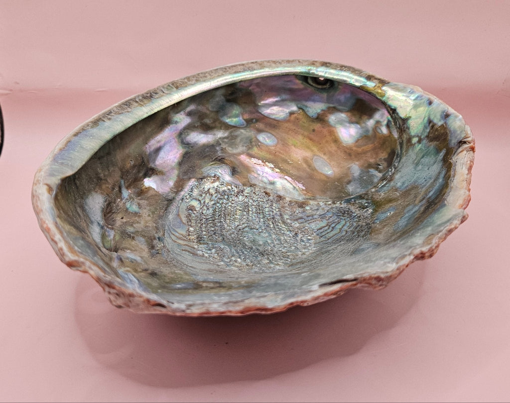 Large Red Abalone Shell