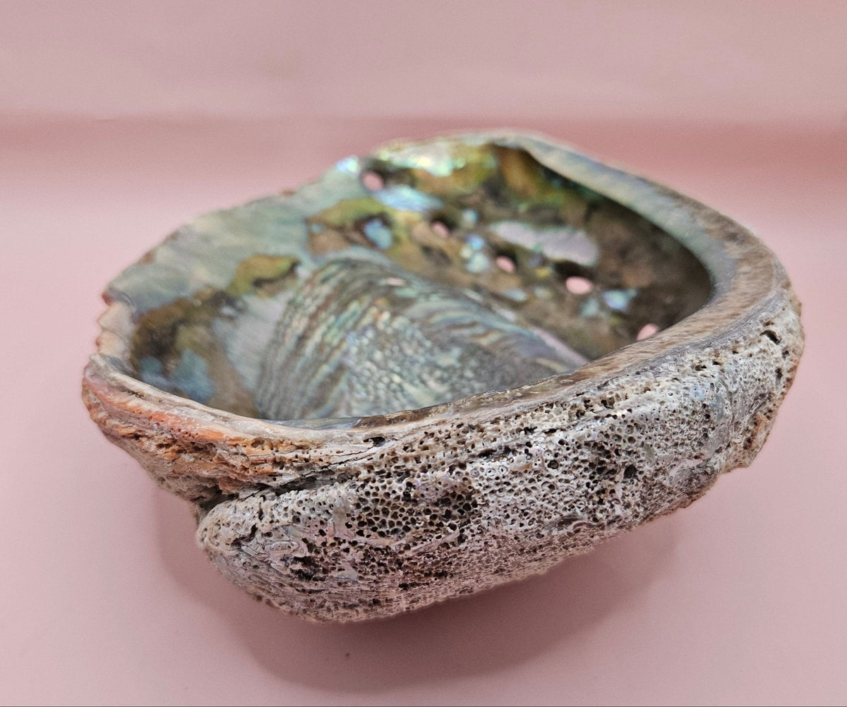 Large Red Abalone Shell