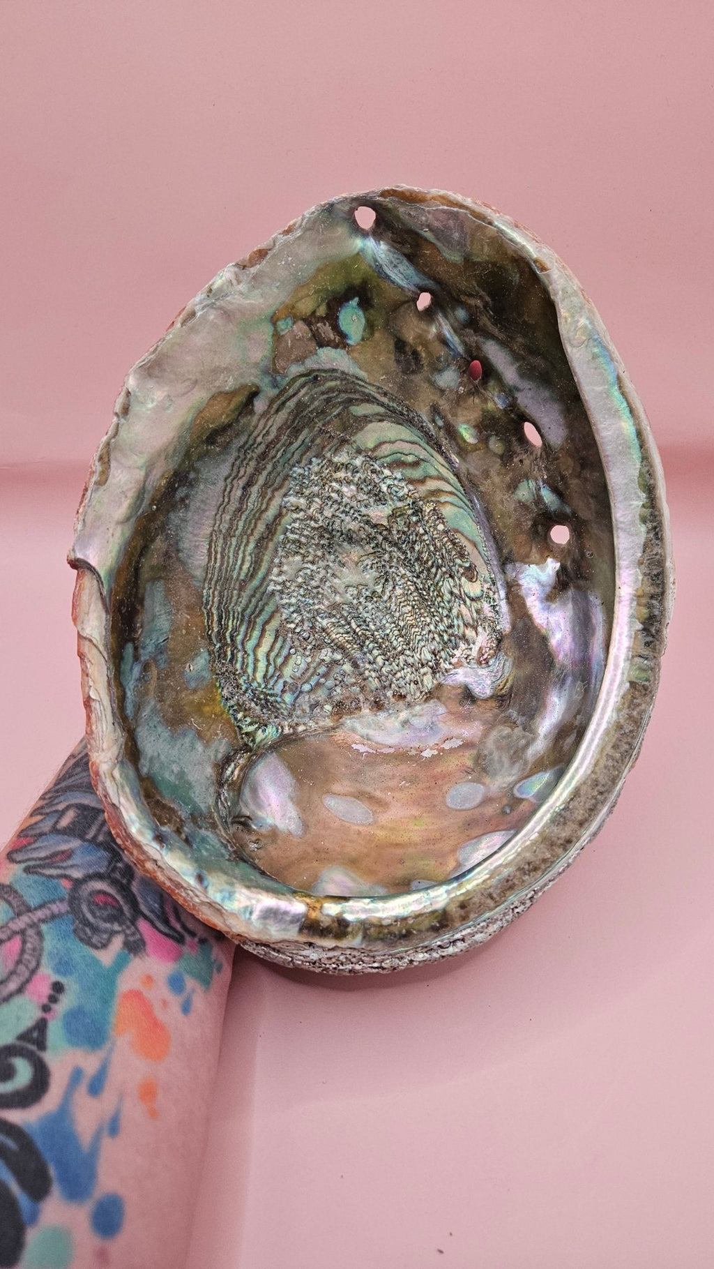 Large Red Abalone Shell