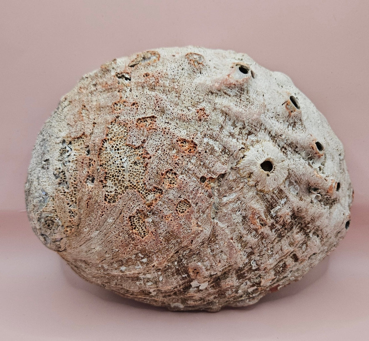 Large Red Abalone Shell