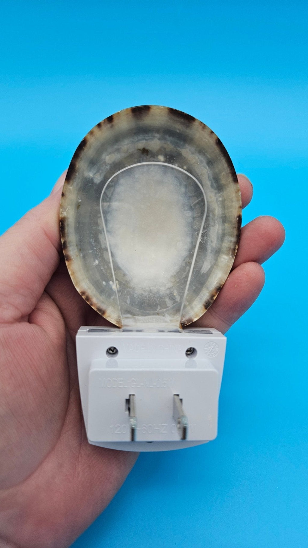 Limpet Shell LED Night Light