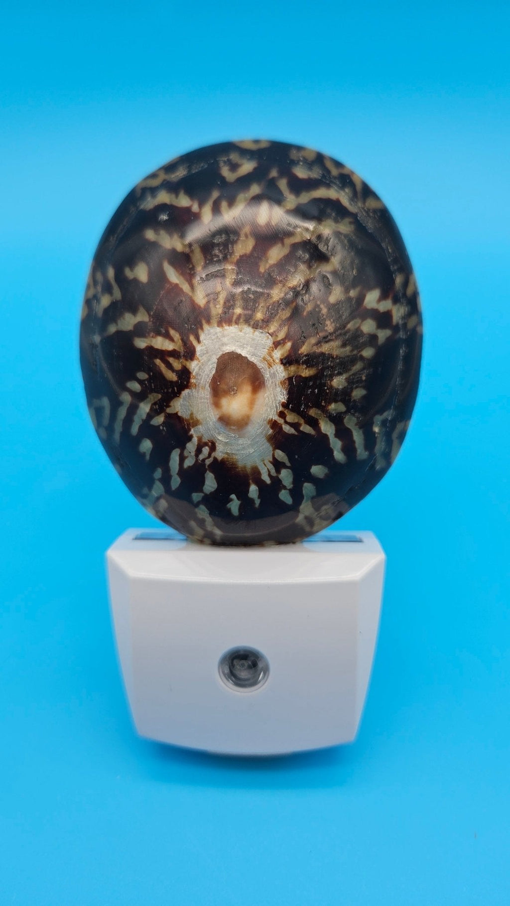 Limpet Shell LED Night Light