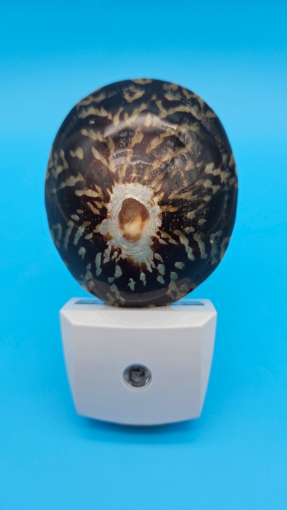 Limpet Shell LED Night Light