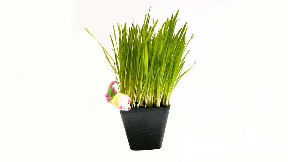 Certified Organic Cat Grass Seed Blend