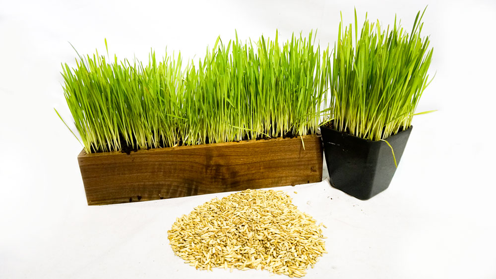 Certified Organic Cat Grass Seed Blend