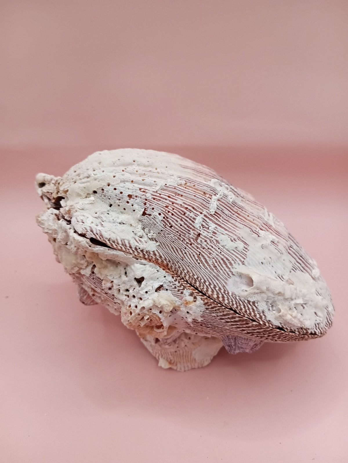 Natural Lion’s Paw Seashell Pair – Barnacle Encrusted