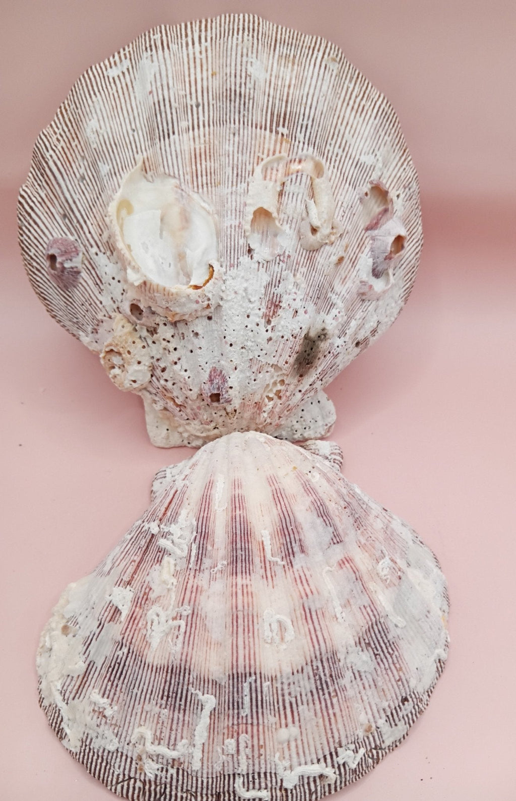 Natural Lion’s Paw Seashell Pair – Barnacle Encrusted