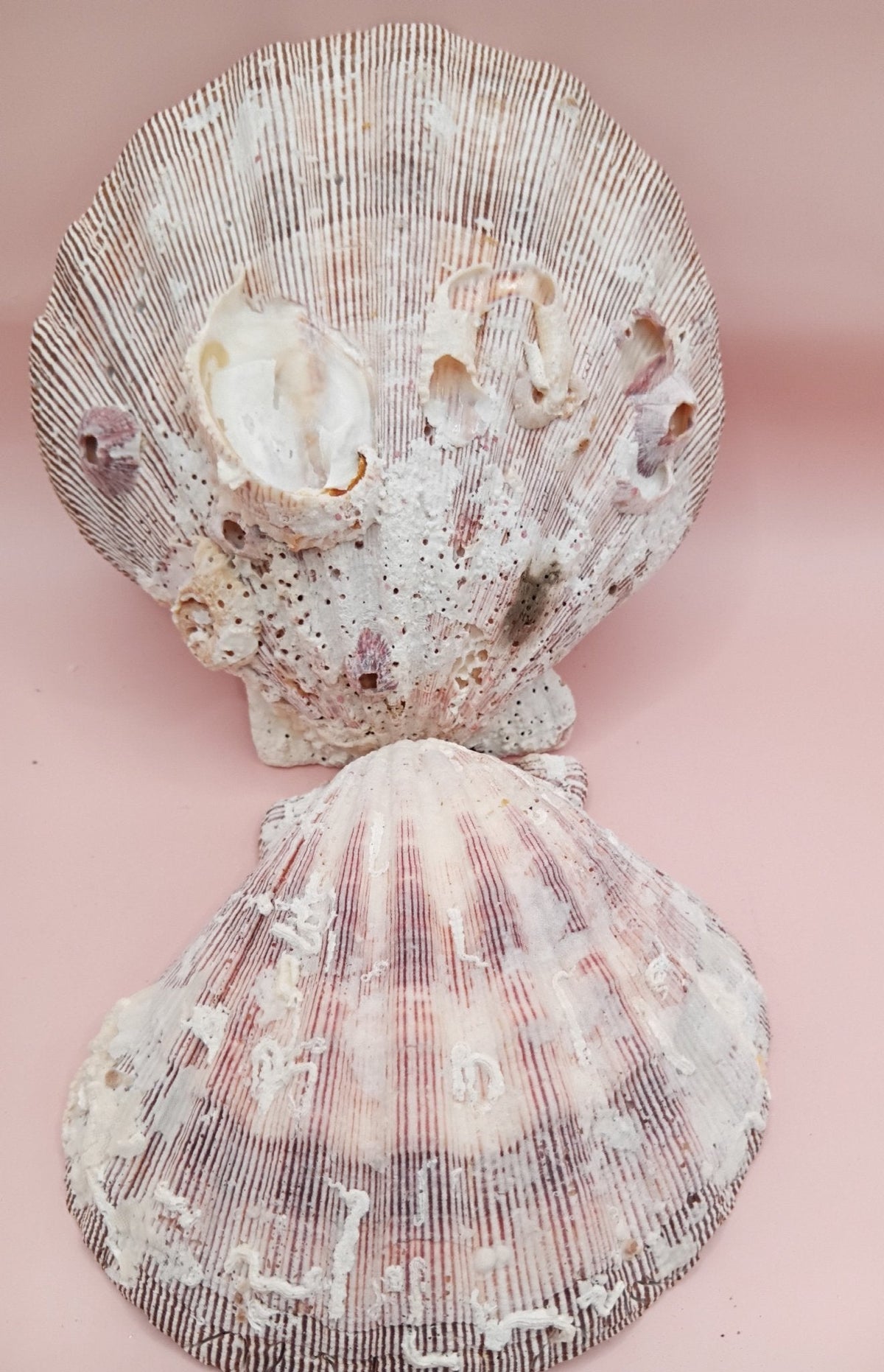Natural Lion’s Paw Seashell Pair – Barnacle Encrusted