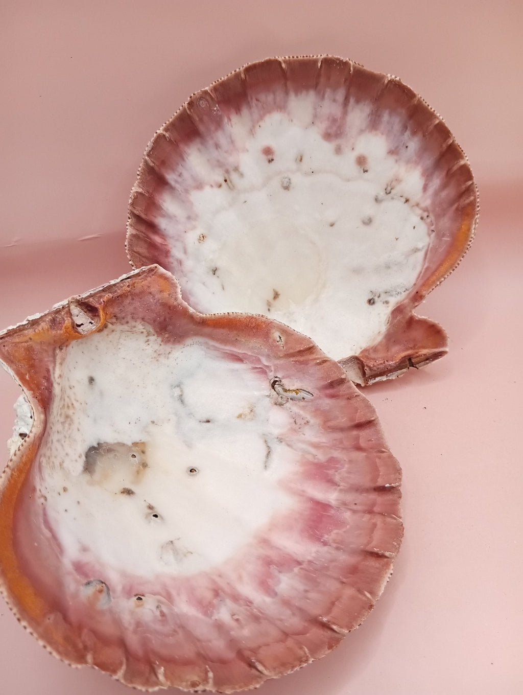 Natural Lion’s Paw Seashell Pair – Barnacle Encrusted