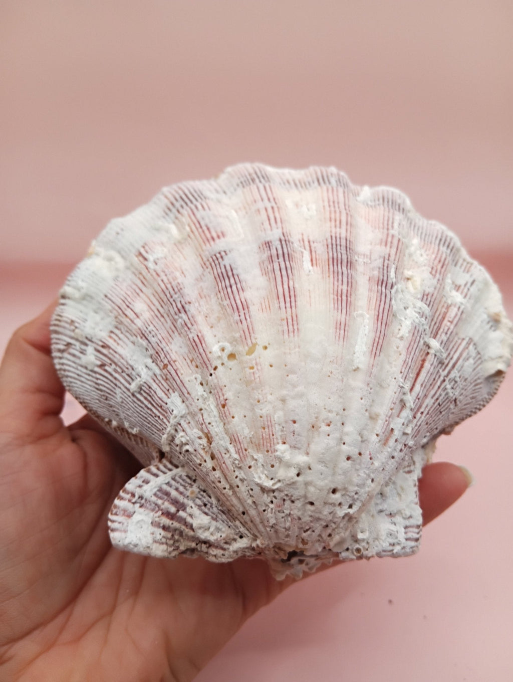 Natural Lion’s Paw Seashell Pair – Barnacle Encrusted