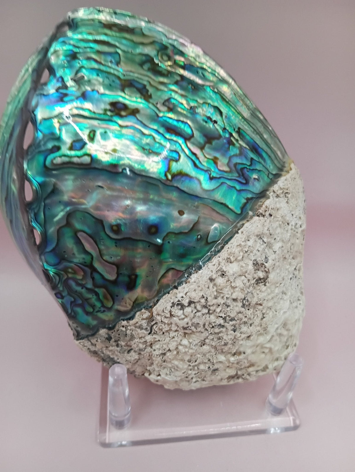 Natural New Zealand Paua Shell (Haliotis iris)