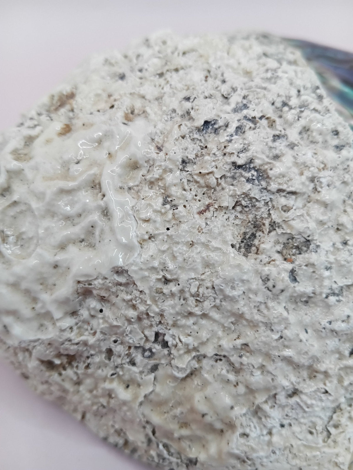 Natural New Zealand Paua Shell (Haliotis iris)