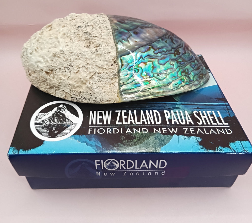 Natural New Zealand Paua Shell (Haliotis iris)