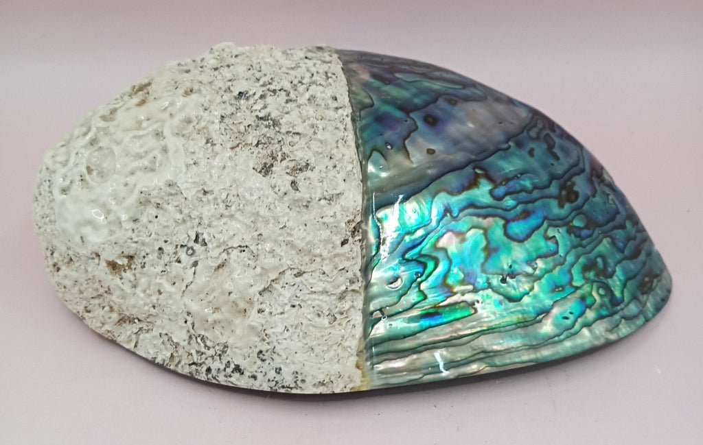 Natural New Zealand Paua Shell (Haliotis iris)