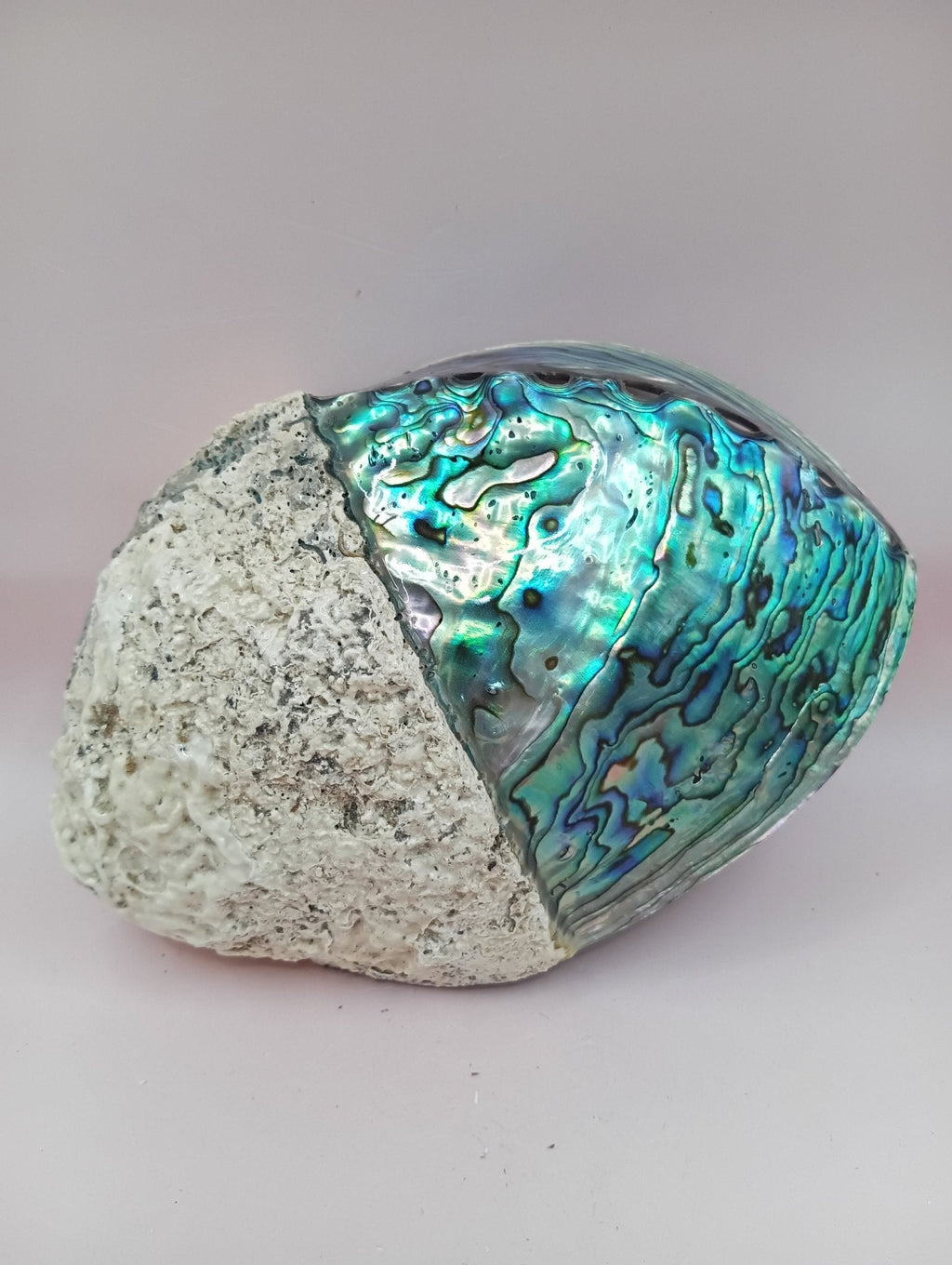 Natural New Zealand Paua Shell (Haliotis iris)