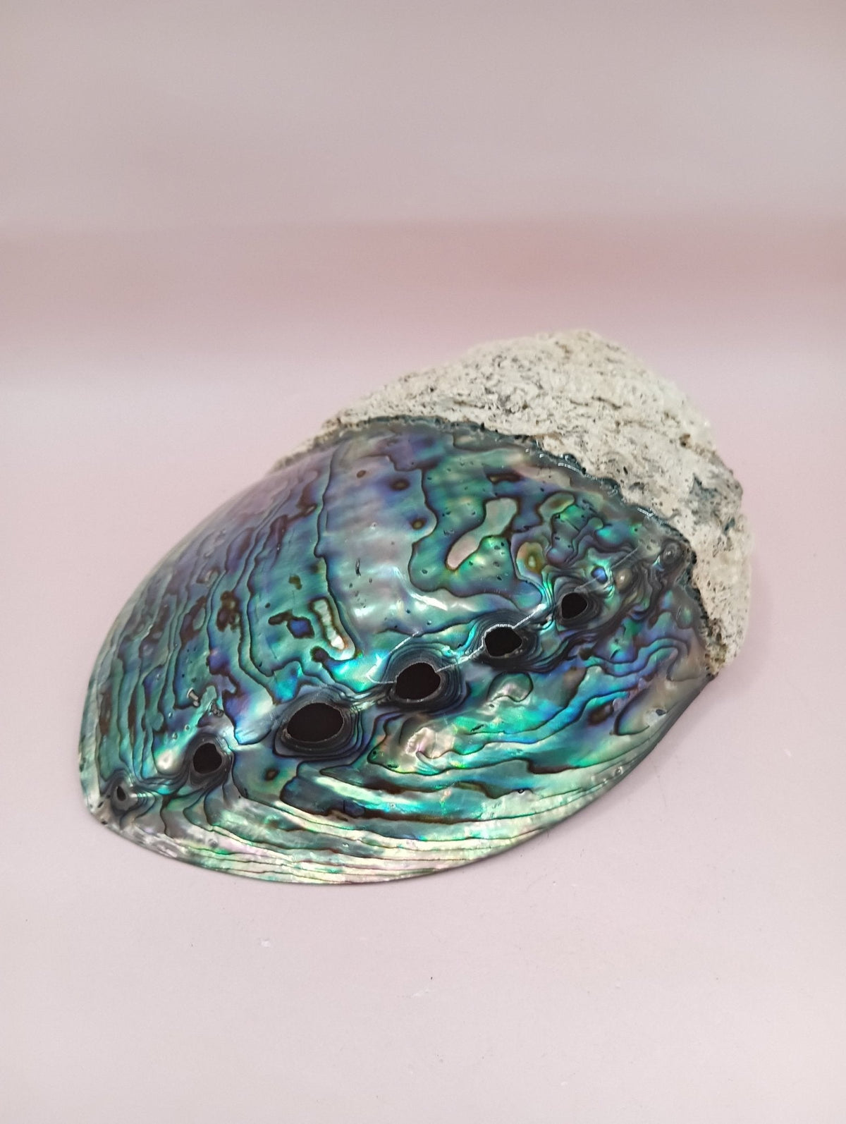 Natural New Zealand Paua Shell (Haliotis iris)