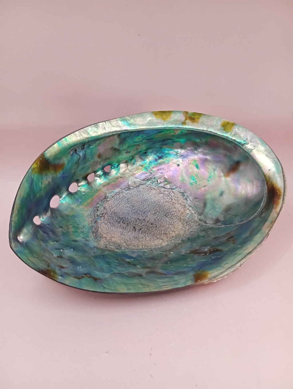 Natural New Zealand Paua Shell (Haliotis iris)