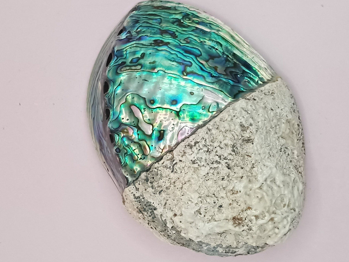 Natural New Zealand Paua Shell (Haliotis iris)