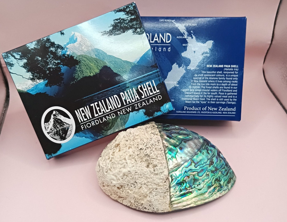 Natural New Zealand Paua Shell (Haliotis iris)