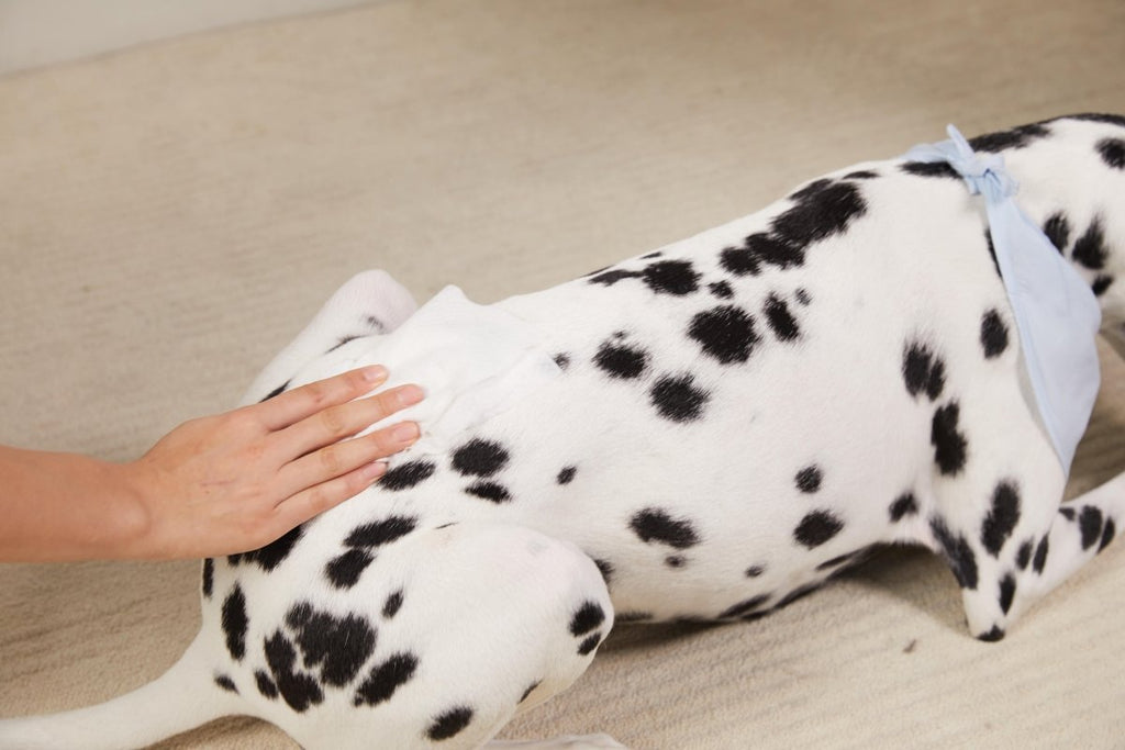 Plant-Based Dog & Cat Grooming Wipes