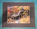 "Shorebird Among Seaweed" a Coastal Wildlife Photography Print by Cheryl Kiser