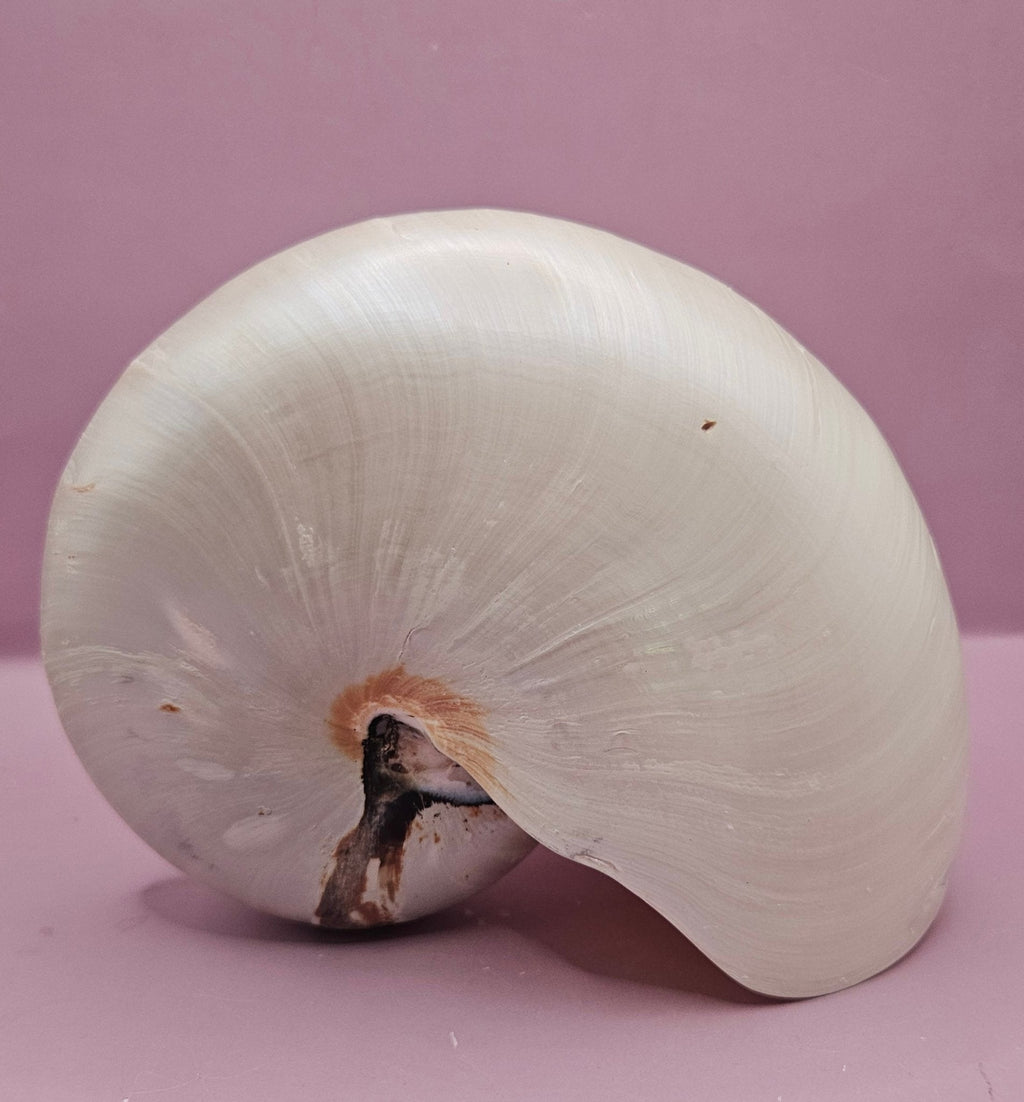Tiger Nautilus Shell