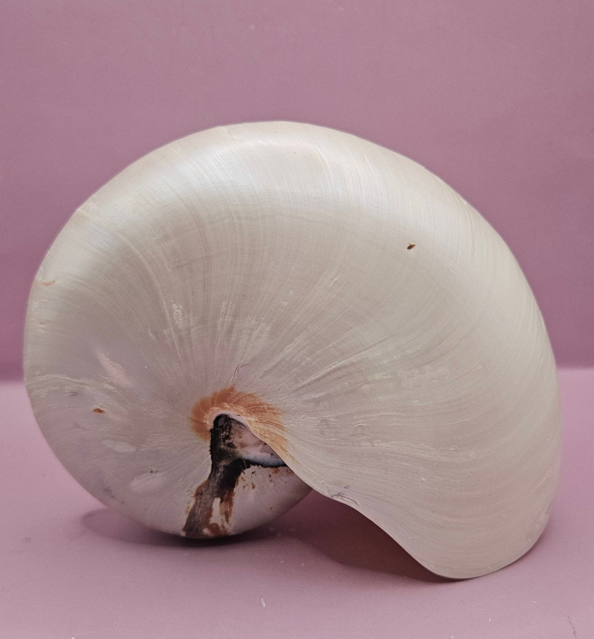 Tiger Nautilus Shell