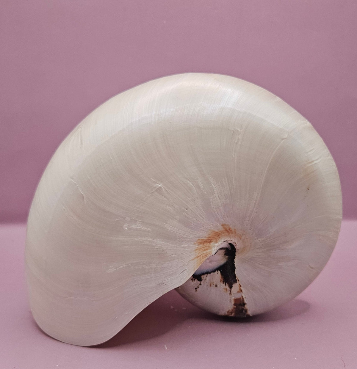 Tiger Nautilus Shell
