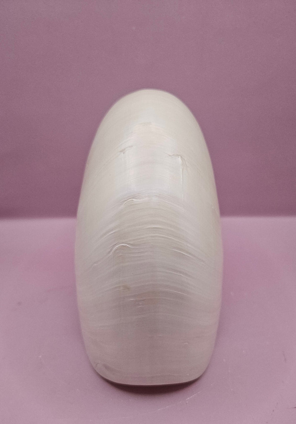 Tiger Nautilus Shell