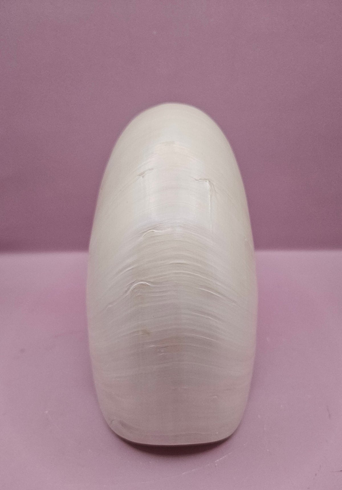 Tiger Nautilus Shell