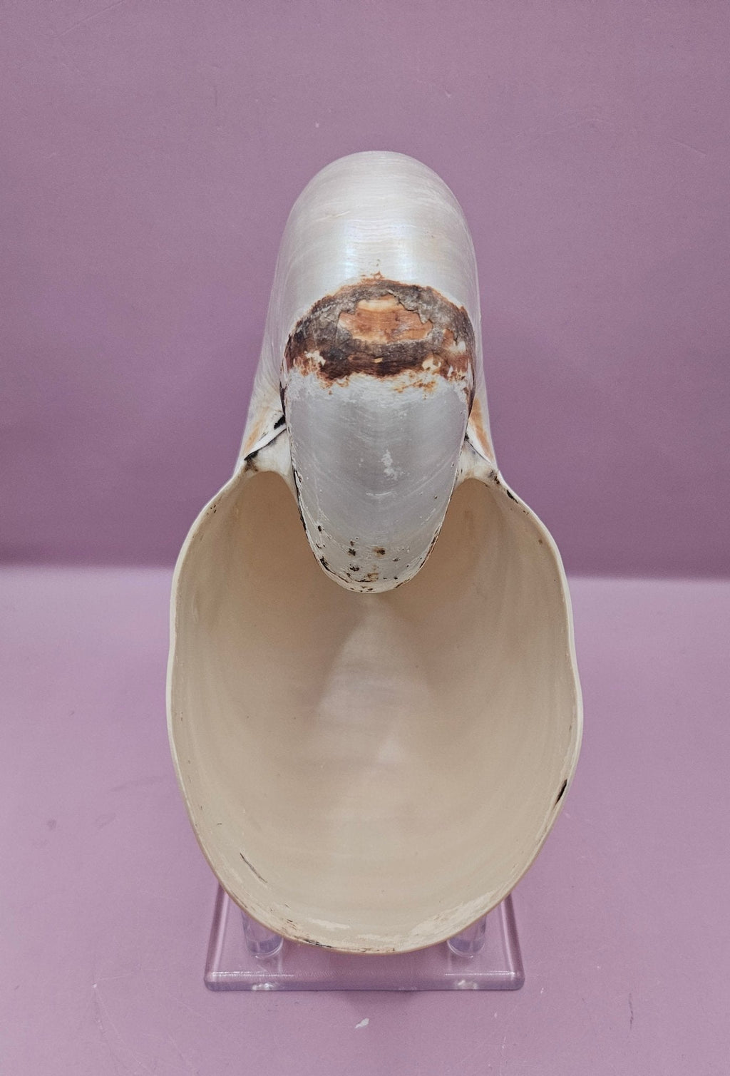 Tiger Nautilus Shell