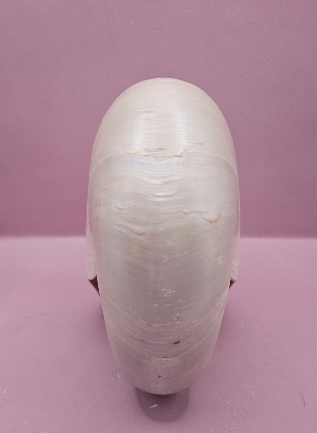 Tiger Nautilus Shell