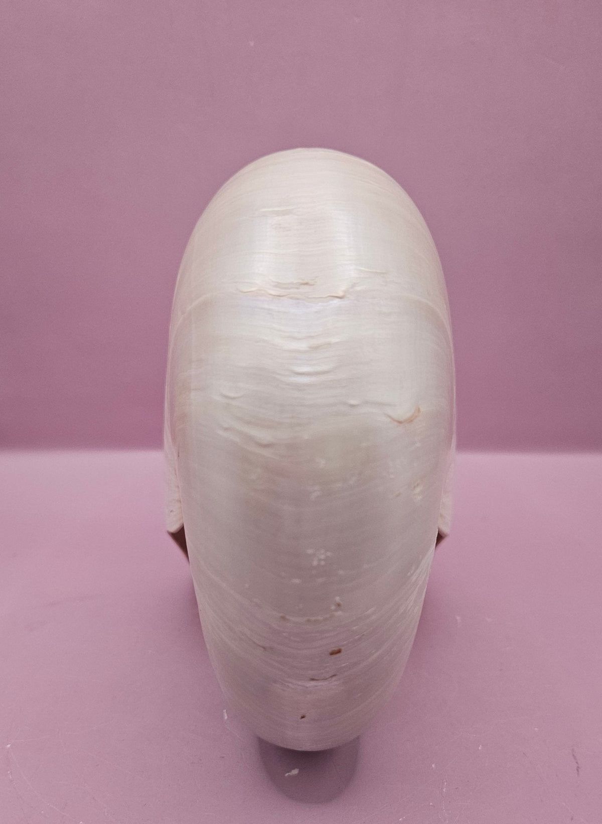Tiger Nautilus Shell