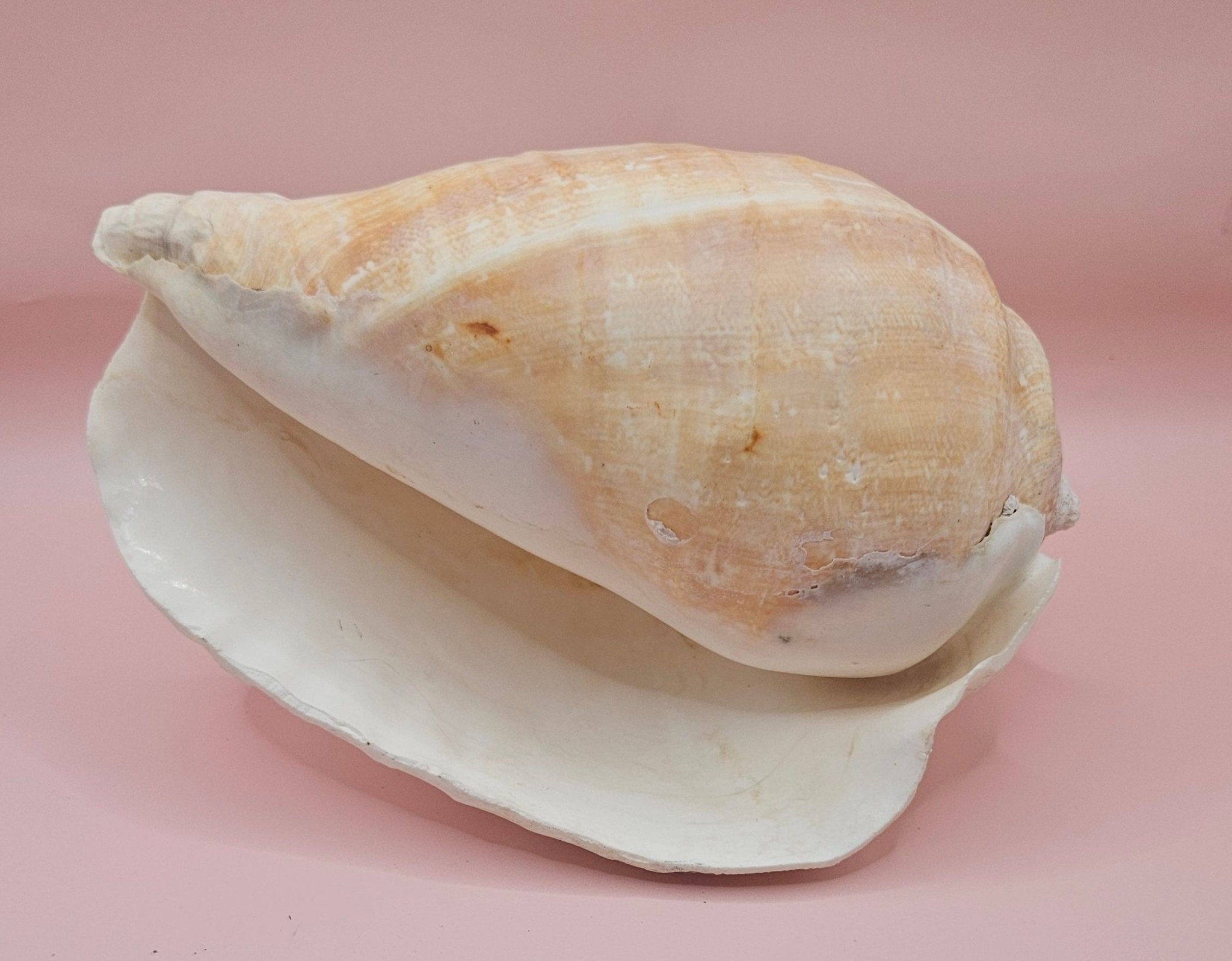 Eastern Pacific Conch Shell | Titanostrombus galeatus | 7.75" | Coastal Display