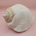 Eastern Pacific Conch Shell | Titanostrombus galeatus | 7.75" | Coastal Display
