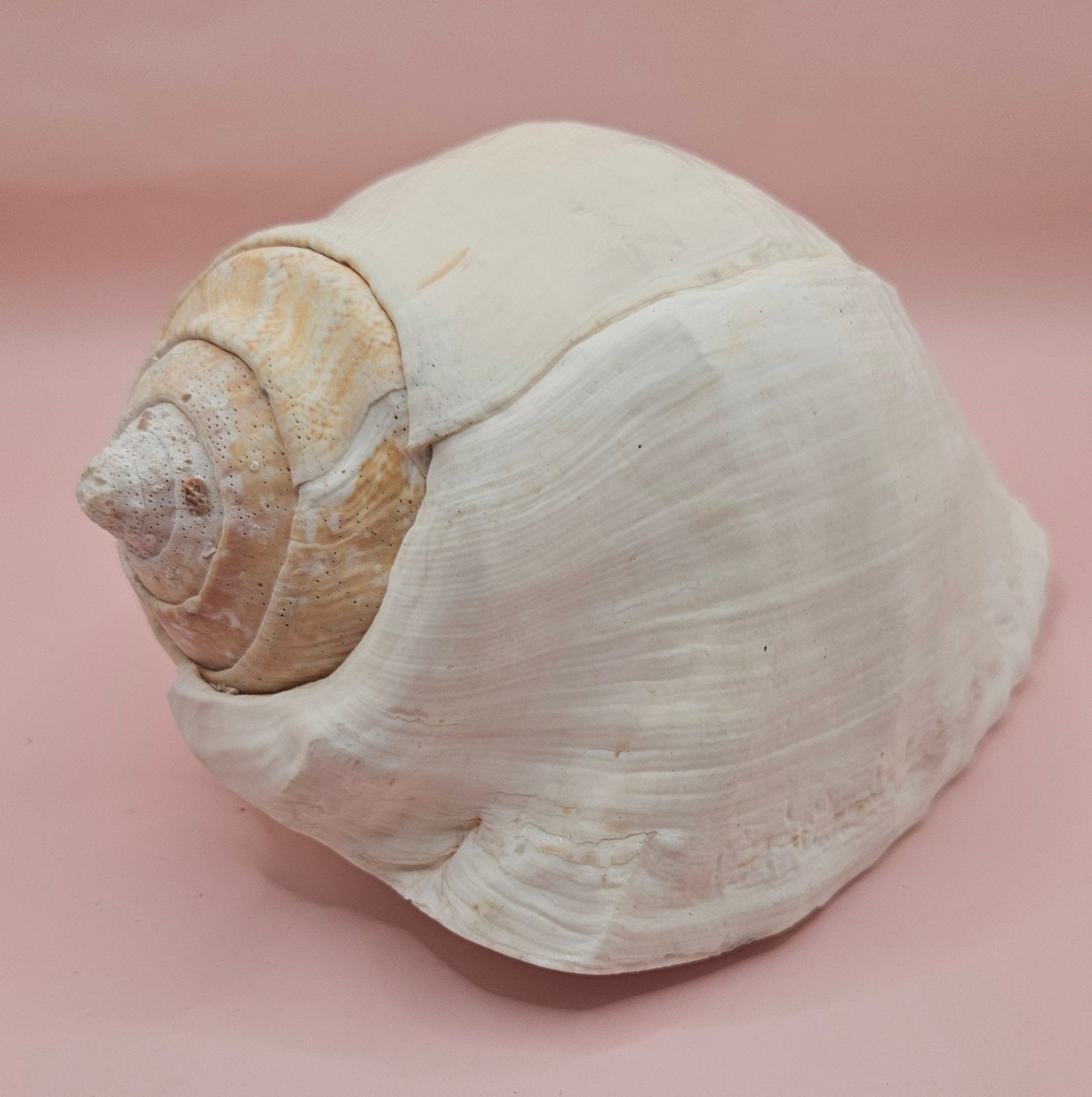 Eastern Pacific Conch Shell | Titanostrombus galeatus | 7.75" | Coastal Display