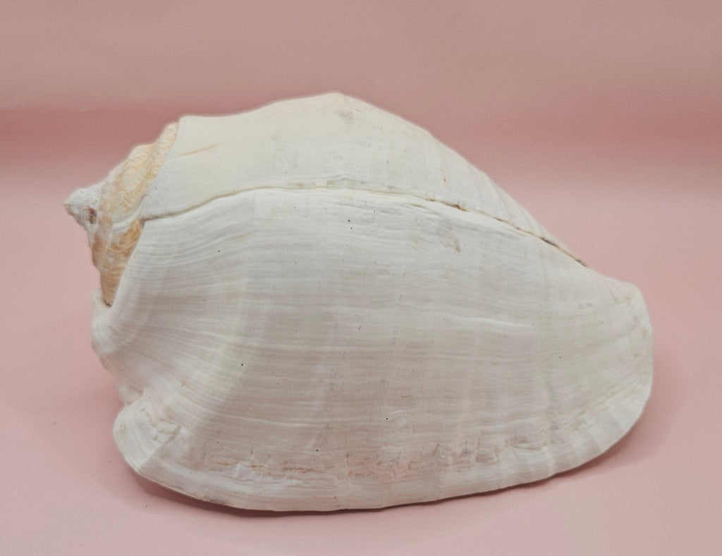 Eastern Pacific Conch Shell | Titanostrombus galeatus | 7.75" | Coastal Display