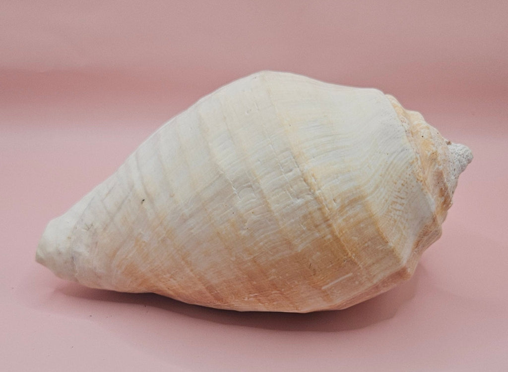 Eastern Pacific Conch Shell | Titanostrombus galeatus | 7.75" | Coastal Display
