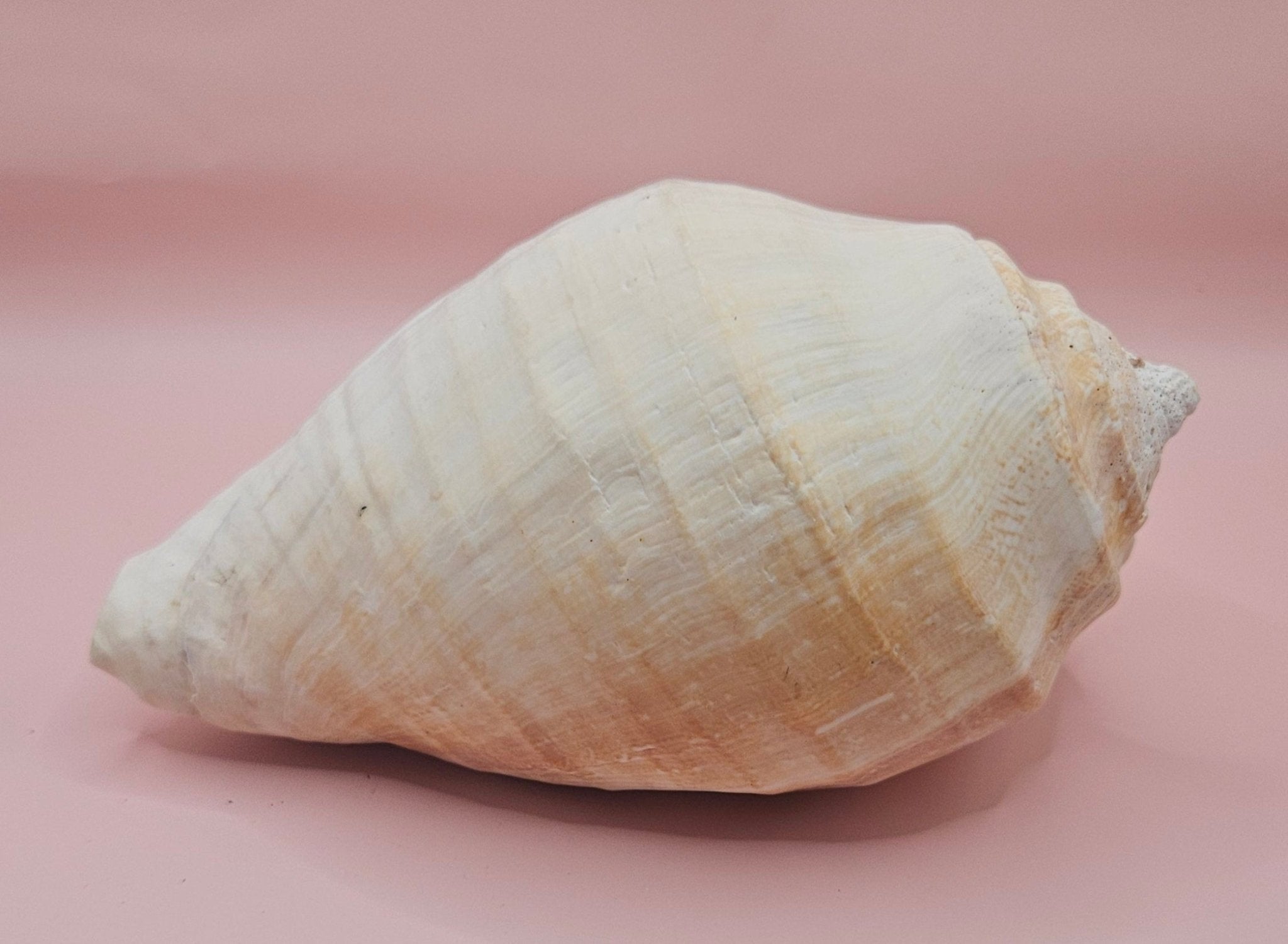 Eastern Pacific Conch Shell | Titanostrombus galeatus | 7.75" | Coastal Display