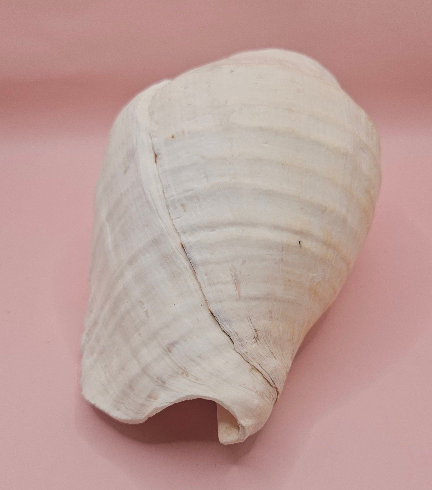 Eastern Pacific Conch Shell | Titanostrombus galeatus | 7.75" | Coastal Display