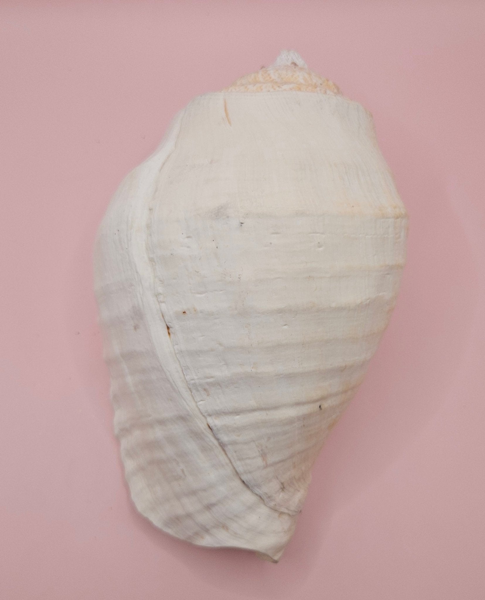Eastern Pacific Conch Shell | Titanostrombus galeatus | 7.75" | Coastal Display